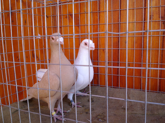 9. - 04-CARUNCULAT DE ORADEA 2008-2017