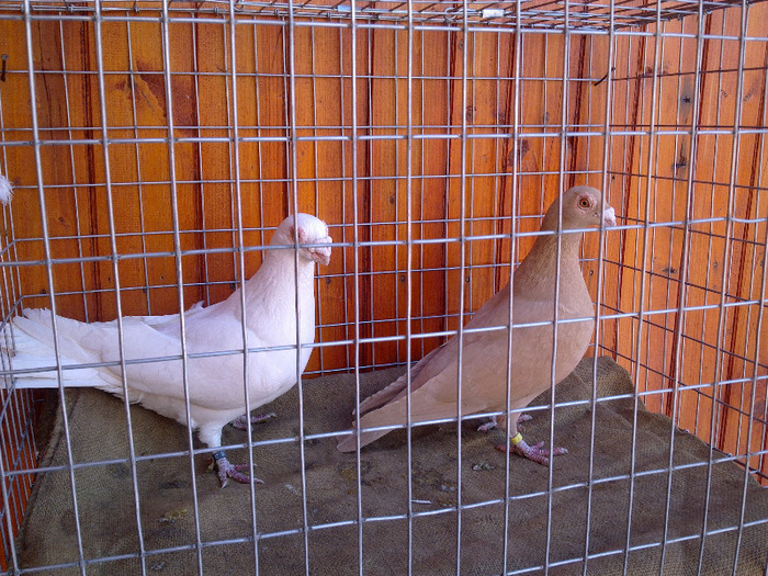 2012 - 04-CARUNCULAT DE ORADEA 2008-2017