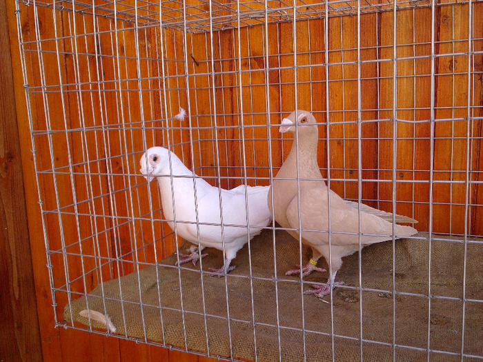  - 04-CARUNCULAT DE ORADEA 2008-2017