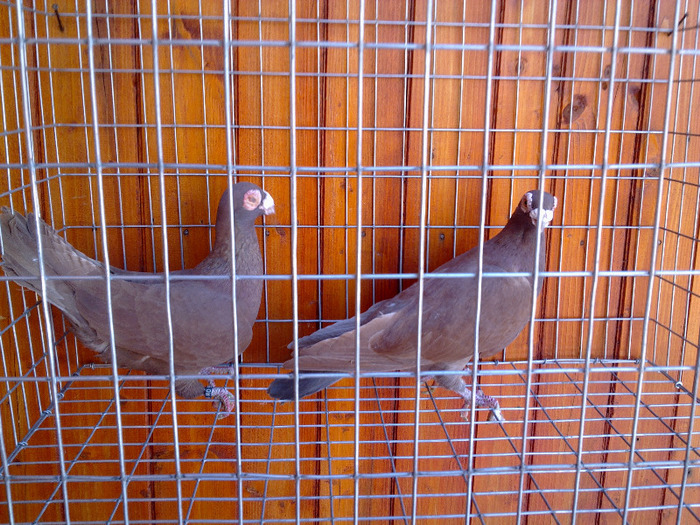  - 04-CARUNCULAT DE ORADEA 2008-2017