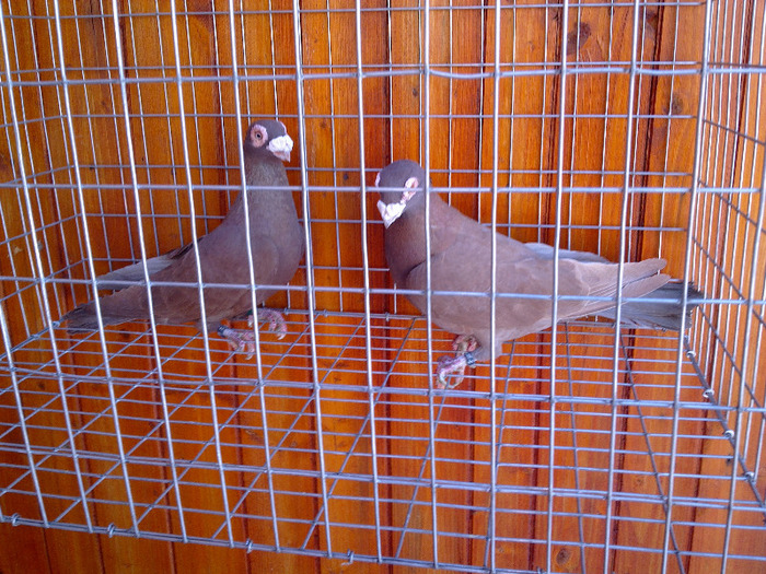 2012 - 04-CARUNCULAT DE ORADEA 2008-2017