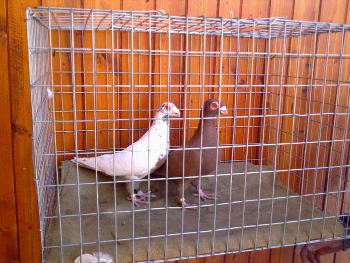 11. - 04-CARUNCULAT DE ORADEA 2008-2017