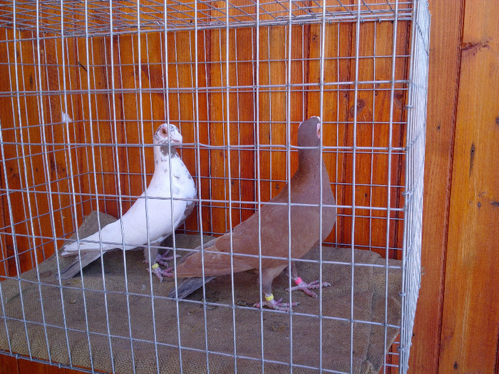  - 04-CARUNCULAT DE ORADEA 2008-2017