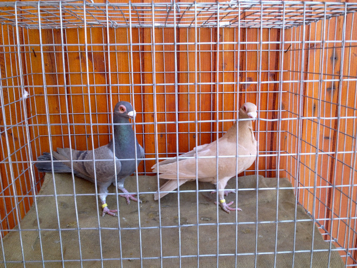 12. - 04-CARUNCULAT DE ORADEA 2008-2017