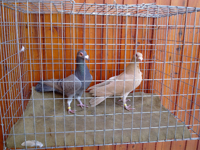  - 04-CARUNCULAT DE ORADEA 2008-2017