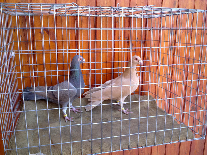 2012 - 04-CARUNCULAT DE ORADEA 2008-2017