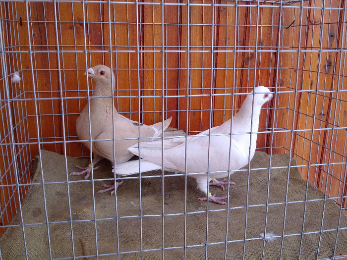 13. - 04-CARUNCULAT DE ORADEA 2008-2017