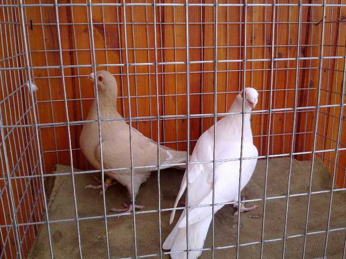 2012 - 04-CARUNCULAT DE ORADEA 2008-2017