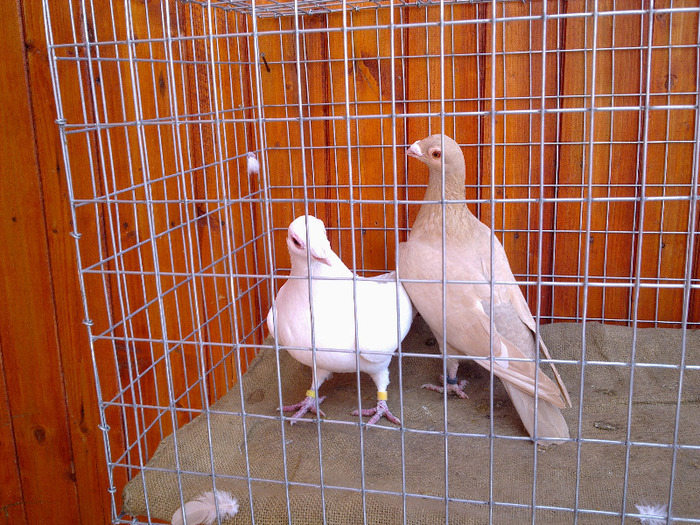  - 04-CARUNCULAT DE ORADEA 2008-2017