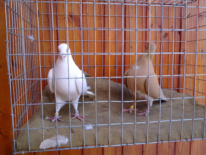 14. - 04-CARUNCULAT DE ORADEA 2008-2017