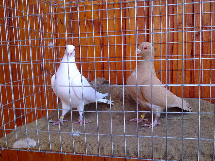  - 04-CARUNCULAT DE ORADEA 2008-2017