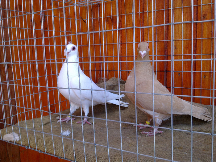 2012 - 04-CARUNCULAT DE ORADEA 2008-2017