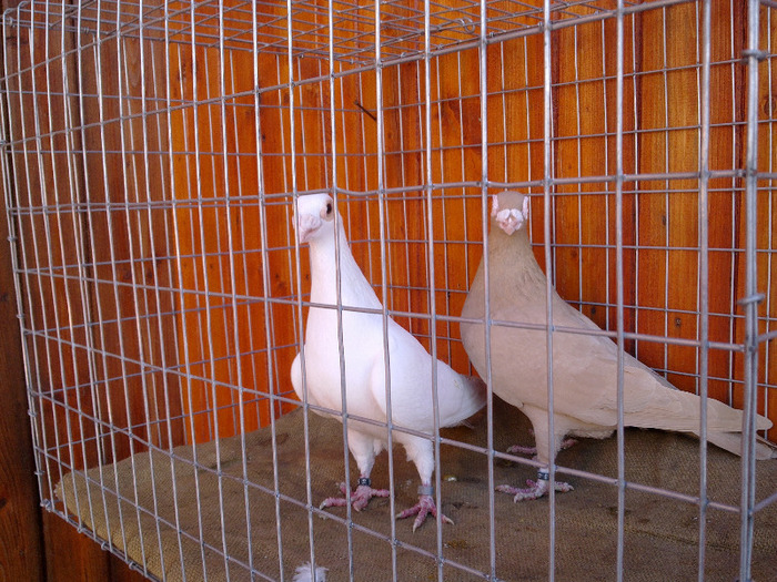 15. - 04-CARUNCULAT DE ORADEA 2008-2017