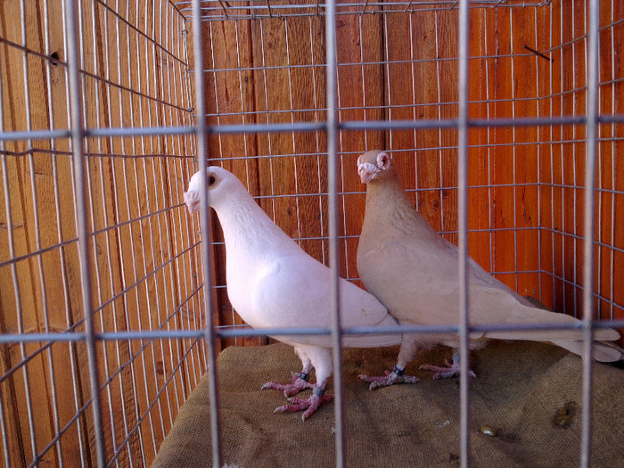 2012 - 04-CARUNCULAT DE ORADEA 2008-2017