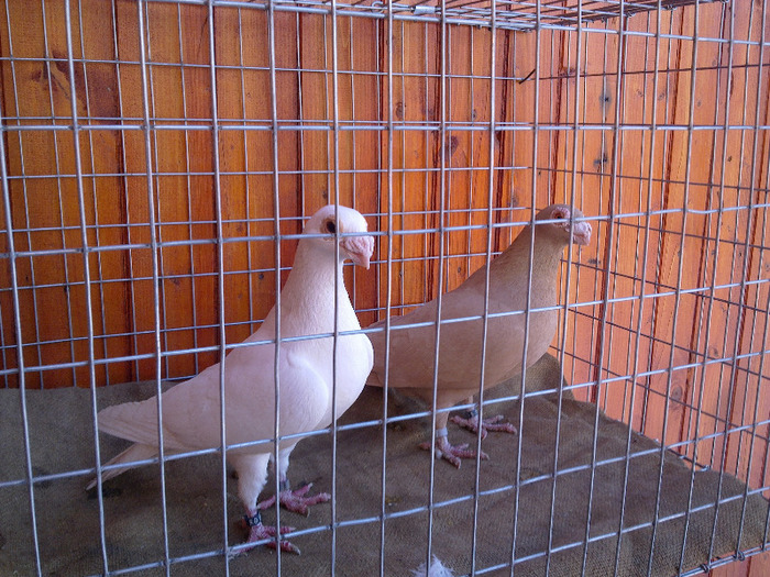  - 04-CARUNCULAT DE ORADEA 2008-2017