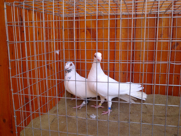 16. - 04-CARUNCULAT DE ORADEA 2008-2017