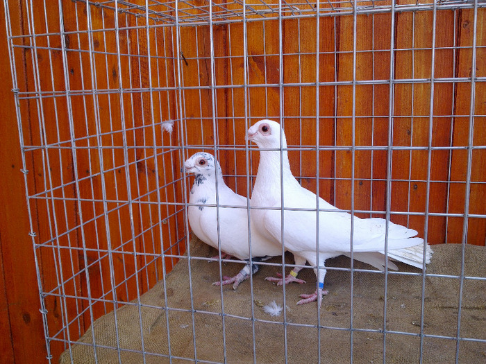  - 04-CARUNCULAT DE ORADEA 2008-2017