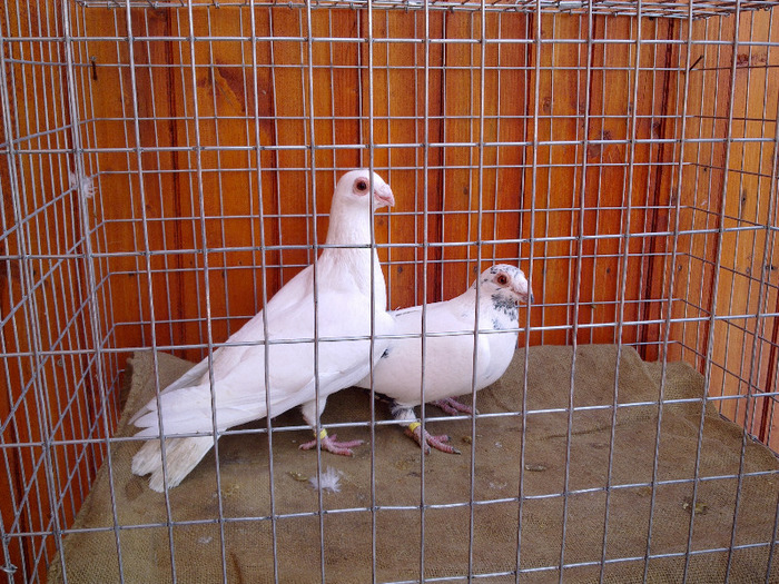 2012 - 04-CARUNCULAT DE ORADEA 2008-2017