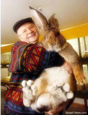 un urias ce va doriti cu totii - 4atentie cind cumparati iepuri