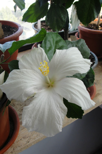 hibiscus Carte Blanche