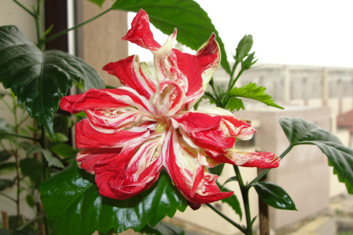 hibiscus Baptistii