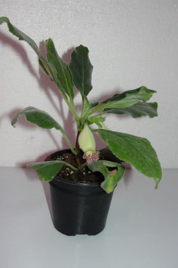 alsobia sp Rm 2010 1