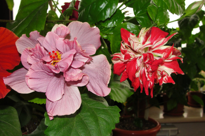 hibiscus Linda Pearl si hibiscua Baptistii