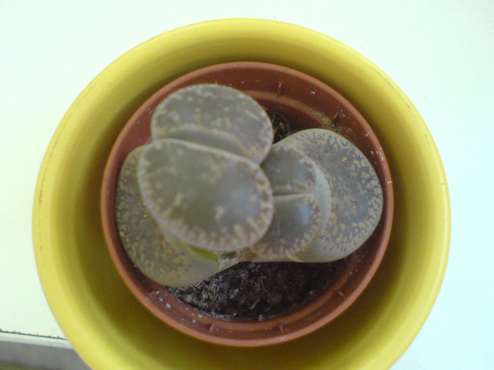 Lithops noutate - cactusi