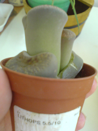 Lithops noutate "mareatza" - cactusi