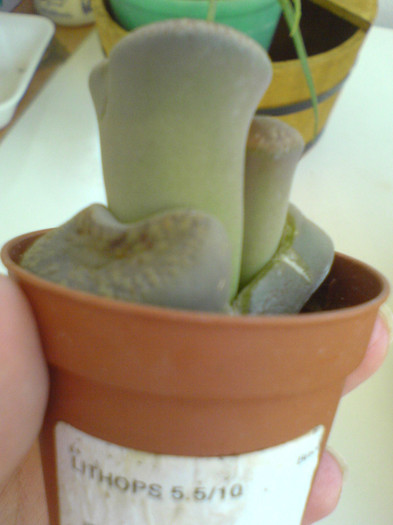 Lithops noutate "mareatza"; 10 noi 2012
