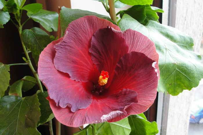 hibiscus Bayou Irene