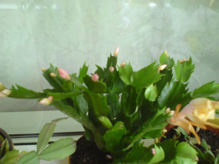 DSC01671; inceput de noi 2012
