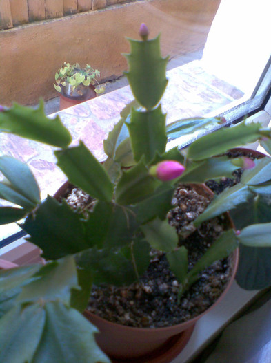 Imag022 - Craciunita_schlumbergera