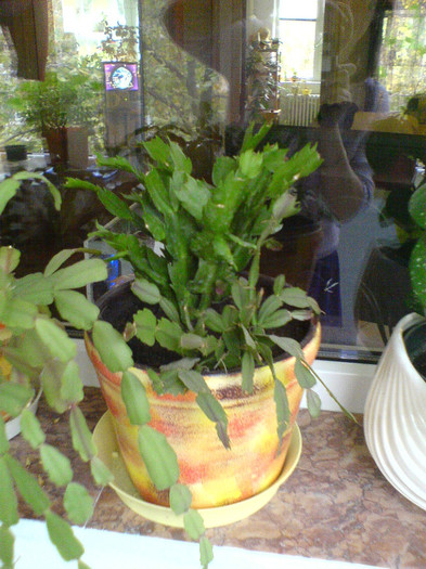 alba si banan la un loc; 17 noi 2012
