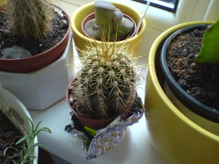mititel tepos galben - cactusi