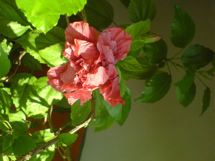 DSC01416 - Hibiscus