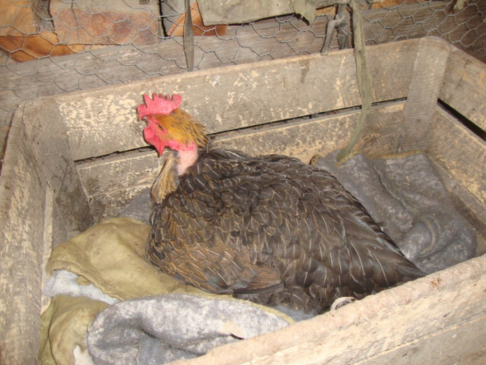 DSC00251 - Gat-Golase taranesti 2o13