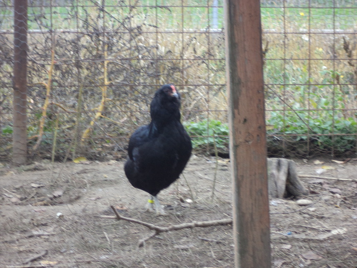 DSC00132 - araucana