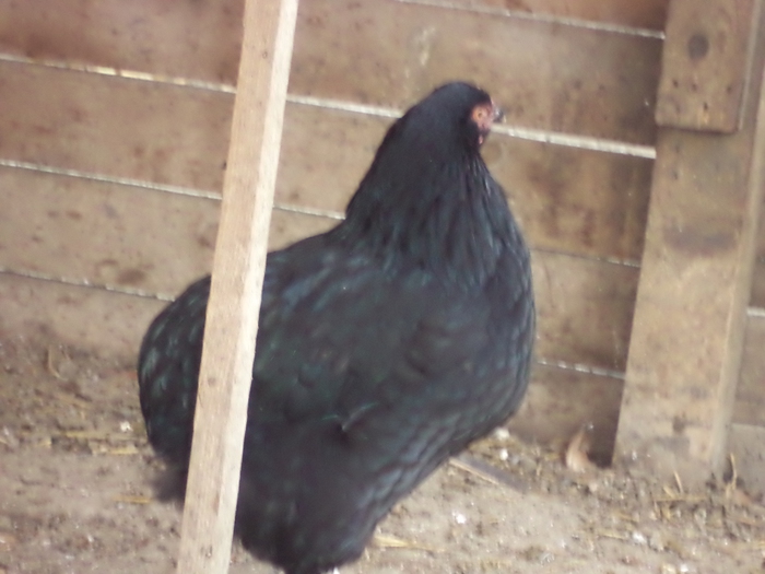 DSC00133 - araucana