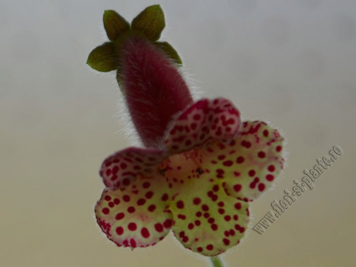 Kohleria Ingrid (ni); 2012
