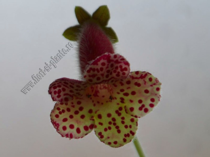 Kohleria Ingrid  (ni); 2012

