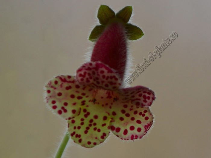 Kohleria Ingrid  (ni); 2012

