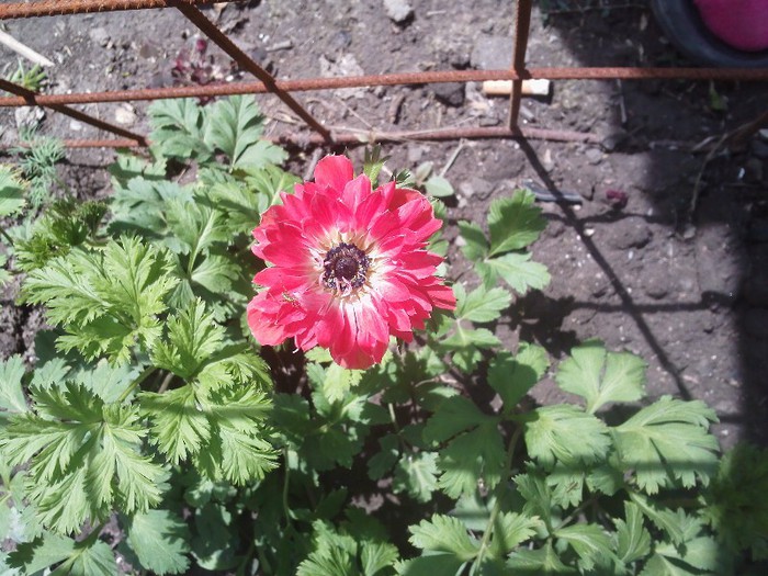 Anemone - Florile mele 2012