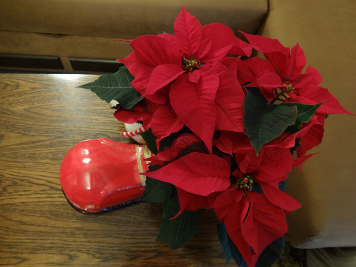 DSC00594 - Poinsettia