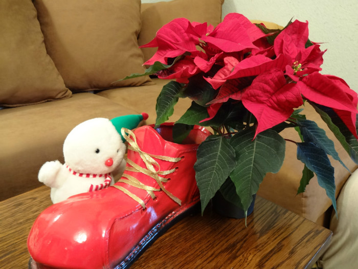 DSC00595 - Poinsettia