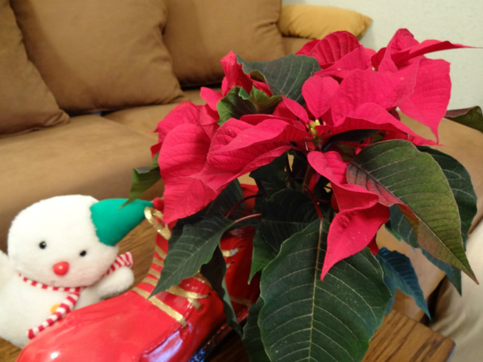 DSC00597 - Poinsettia