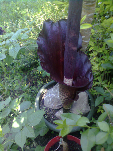 114 - PLANTE