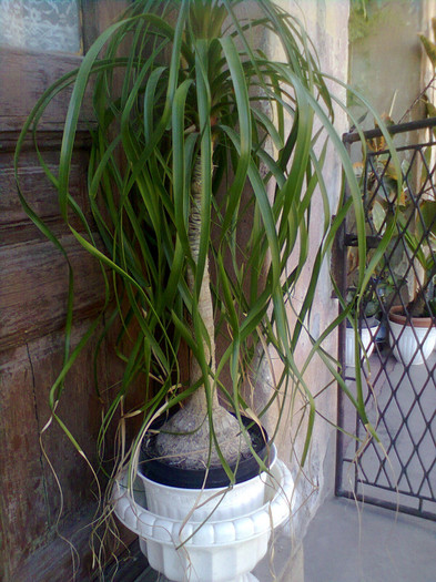 159 - PLANTE