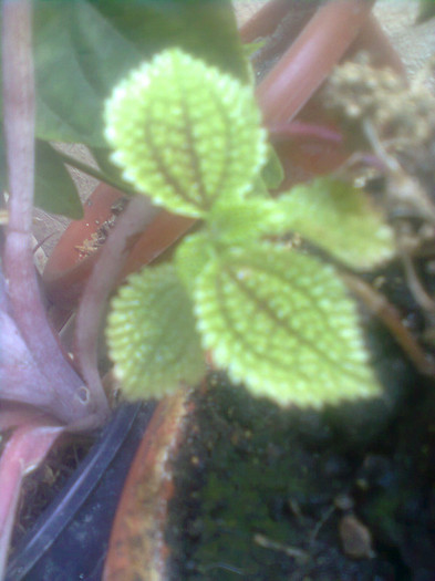 212 - PLANTE