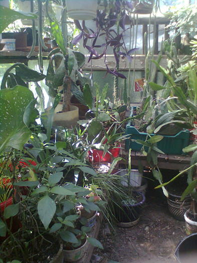 220 - cactusi si suculente